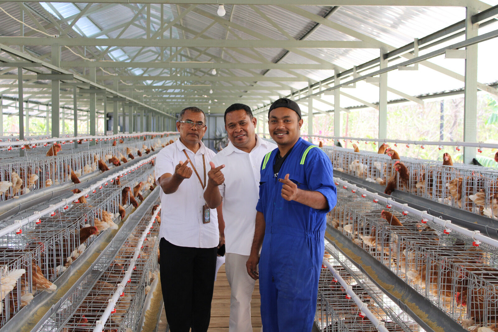 Ayam petelur 3 copy